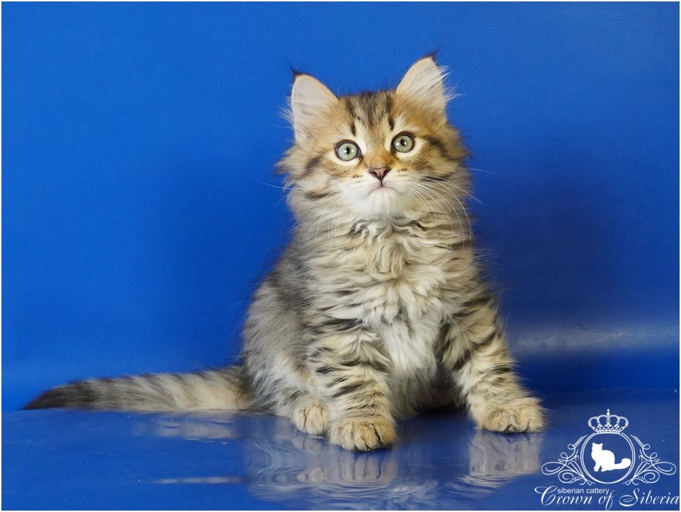 siberian-cat-kupit-kotenka-v-moskve
